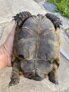 Verkaufe 2 griechische Landschildkröten männlich