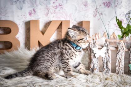 BKH-Kitten im Whiskas-Look Black-Silver-Classic-Tabby/-Spotted abzugeben