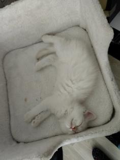 Maine Coon /BLH Katerchen Archie sucht ab 01. 08. 23 sein Zuhause