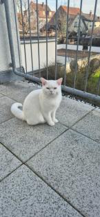 BKH Deckkater Boncuk