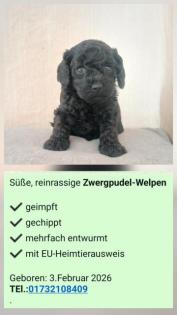 ZWERGPUDEL WELPEN
