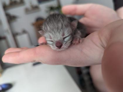 Bkh/Scottish Fold Mix Kitten abzugeben