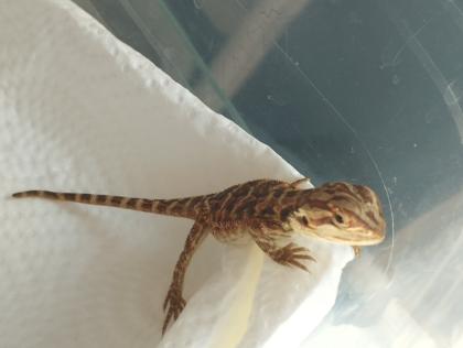 Bartagame Babys brauchen schnell ein neues Zuhause