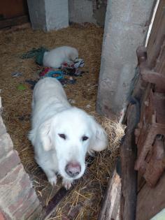 Gnadenhof 2 ältere Golden Retriever kern gesund
