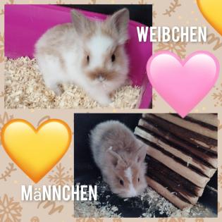 Sehr einig sehr dringend ein zu Hause gesucht