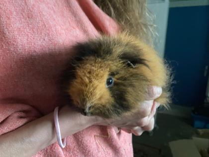 2 Meerschweinchen Weibchen abzugeben