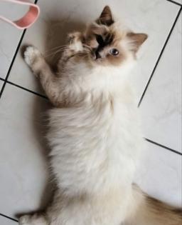 Heilige Birma Kitten lilac weiblich