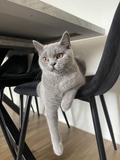 BKH Katzen suchen neues Zuhause