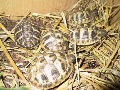 Griechische-Landschildkröten Untersorten Thh Thb und Tm