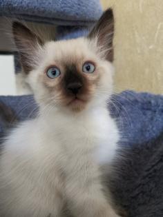 Thai Kitten Siam Kitten