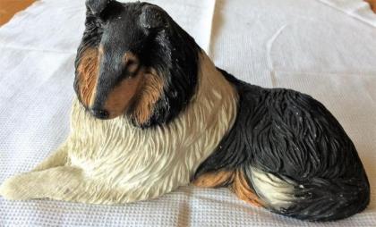 Hund Colli