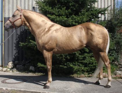 American Quarter Horse Deckhengst