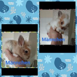 Reinrassige löwenkopfkaninchen Babys