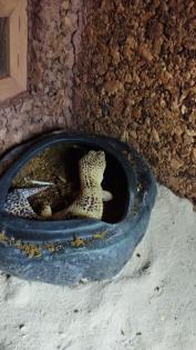 Leopard Gecko Weibchen