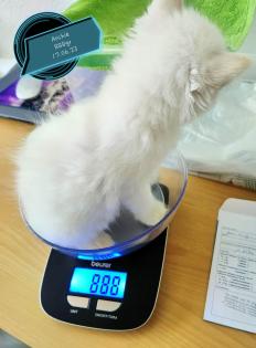 2 super süße Kätzchen /Katerchen BLH /Maine Coon