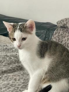 Babykatze 3 Monate alt abzugeben