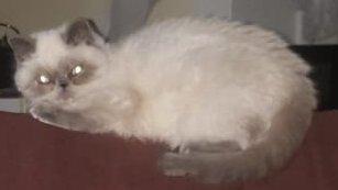 Colourpoint Exotic Shorthair blaue Augen Katze Jungtier