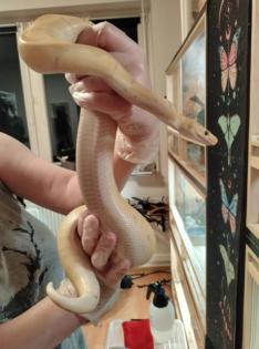 Python Regius Verkauf oder Tausch