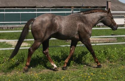 American Quarter Horse Deckhengst