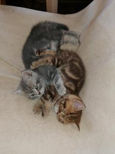 BKH Kitten suchen Dosenöffner