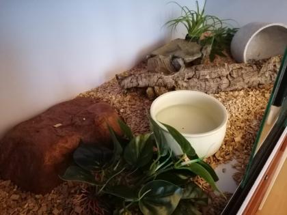 Terrarien Königspython Wir brauchen Dringend ein neues Zuhause