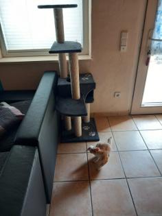 EKH Jungkatzen Ich suche ein liebevolles Zuhause für meine zwei super süßen verschmusten Katzen.