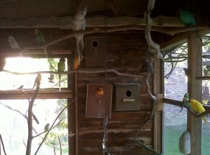 0 2 Sonnensittiche von 2022
