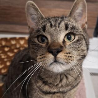 Fundkatze Gino sucht ein Zuhause