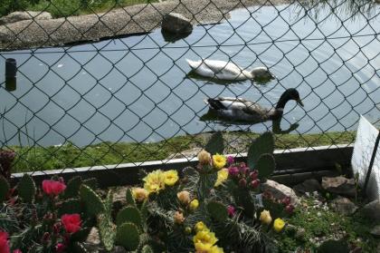 Breitrandschildkröten Testudo marginata eigene Nachzucht 2022.