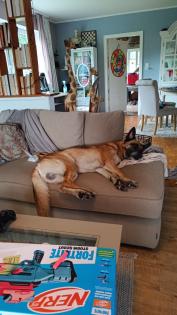 Deckrüden Malinois/deutscher Schäferhund mix