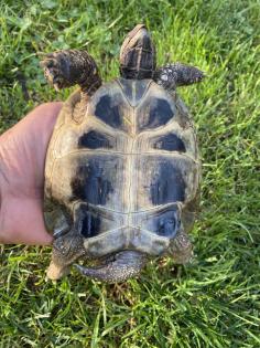 Verkaufe 2 griechische Landschildkröten männlich