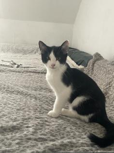 Babykatze 3 Monate alt abzugeben