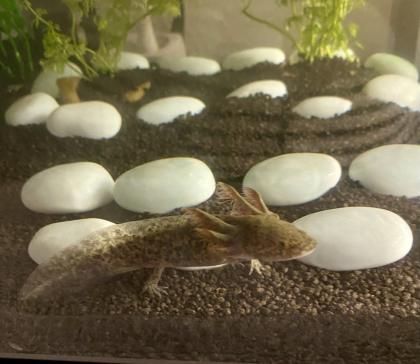 Axolotl Nachzucht in liebevolle Hände abzugeben