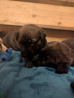 Holländischer Schäferhund x Malinois Welpen