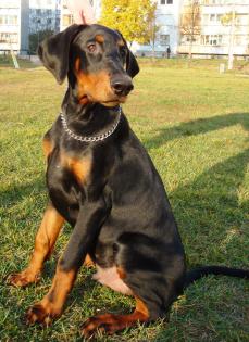 Doberman 4. 5 monate