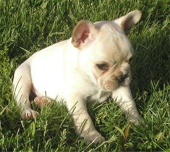 Französische Bulldogge Welpen