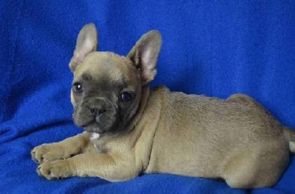 Französische Bulldogge mit Papiere in Farbe blau lavendel weiß-blau