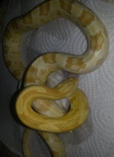 Kornnatter - NZ 2022 aus der Verpaarung Butter Ghost oder Bloodred u. Caramel
