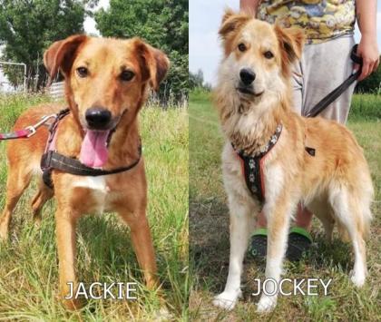 JACKIE UND JOCKIE - GIBT ES NUR ZUSAMMEN HERRCHEN VERSTORBEN aus dem Tierschut