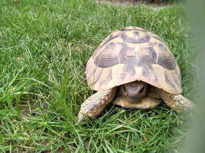 Griechische Landschildkröte NZ 2022