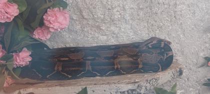 Boa zu verkaufen/ggf mit Terrarium