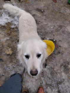 Gnadenhof 2 ältere Golden Retriever kern gesund