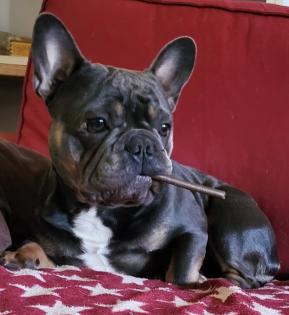 Französische Bulldoggen Baby s