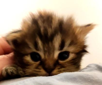 BKH und BLH Kitten suchen liebevolles Zuhause