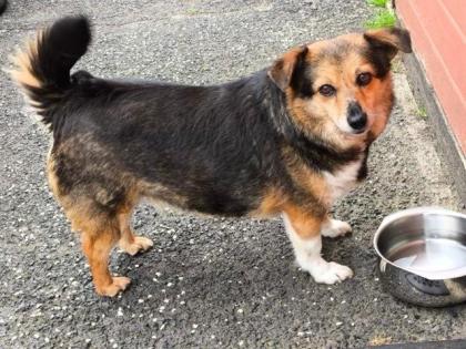 Nora - liebenswertes kleines Dickerchen sucht Zuhause