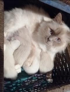 Heilige Birma Kitten lilac weiblich
