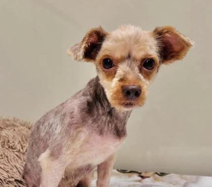 Sparta - lieb ruhig sozial - Yorkshire-Terrier-Mischling