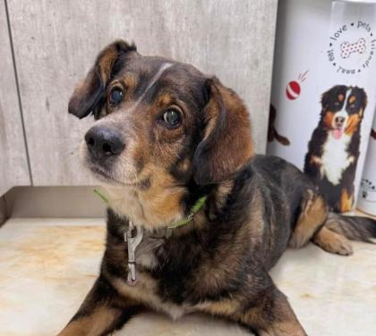 Lieber sozialer Hundeopa