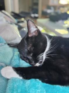 Suche schönen deckkater