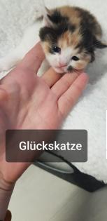 Bkh Kitten 2 Glückskatzen 3 farbig